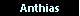 Anthias